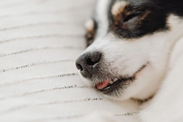 The Signs That Your Snoring Might Be Sleep Apnea And What To Do Next